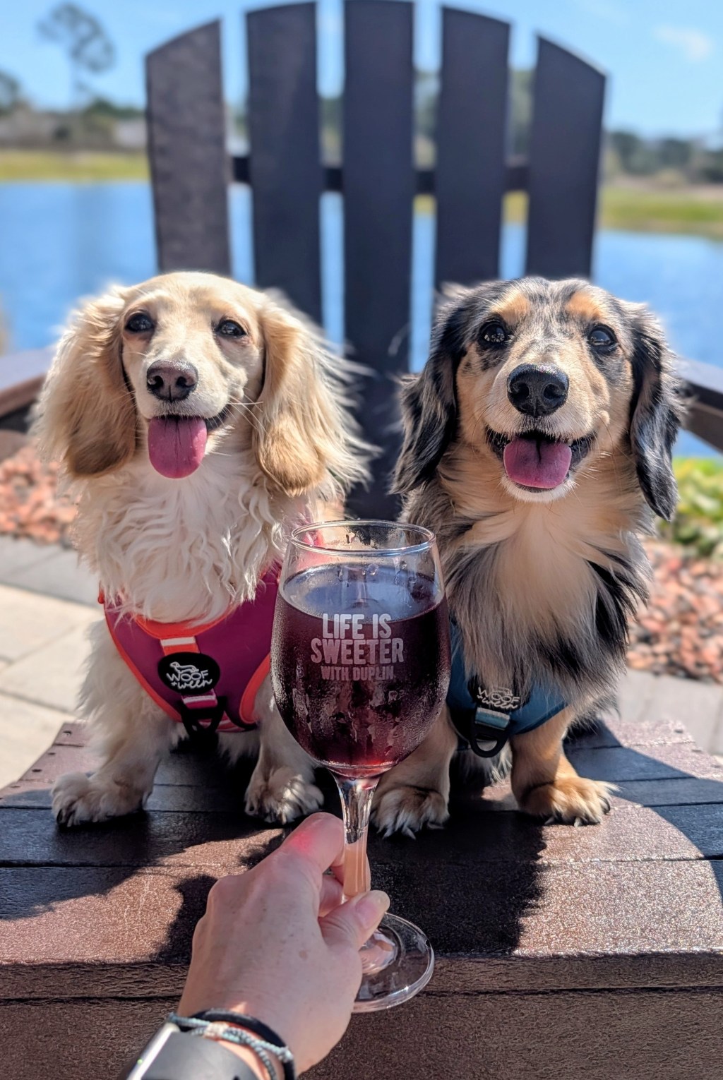 A Dog-Friendly Weekend in Panama City Beach with Lenny & Lexie&nbsp;🐾